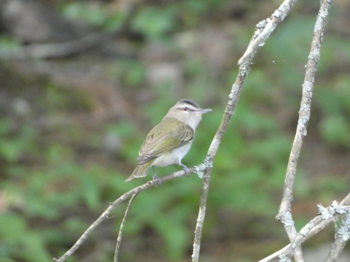 Red-eyed Vireo - ML583942671