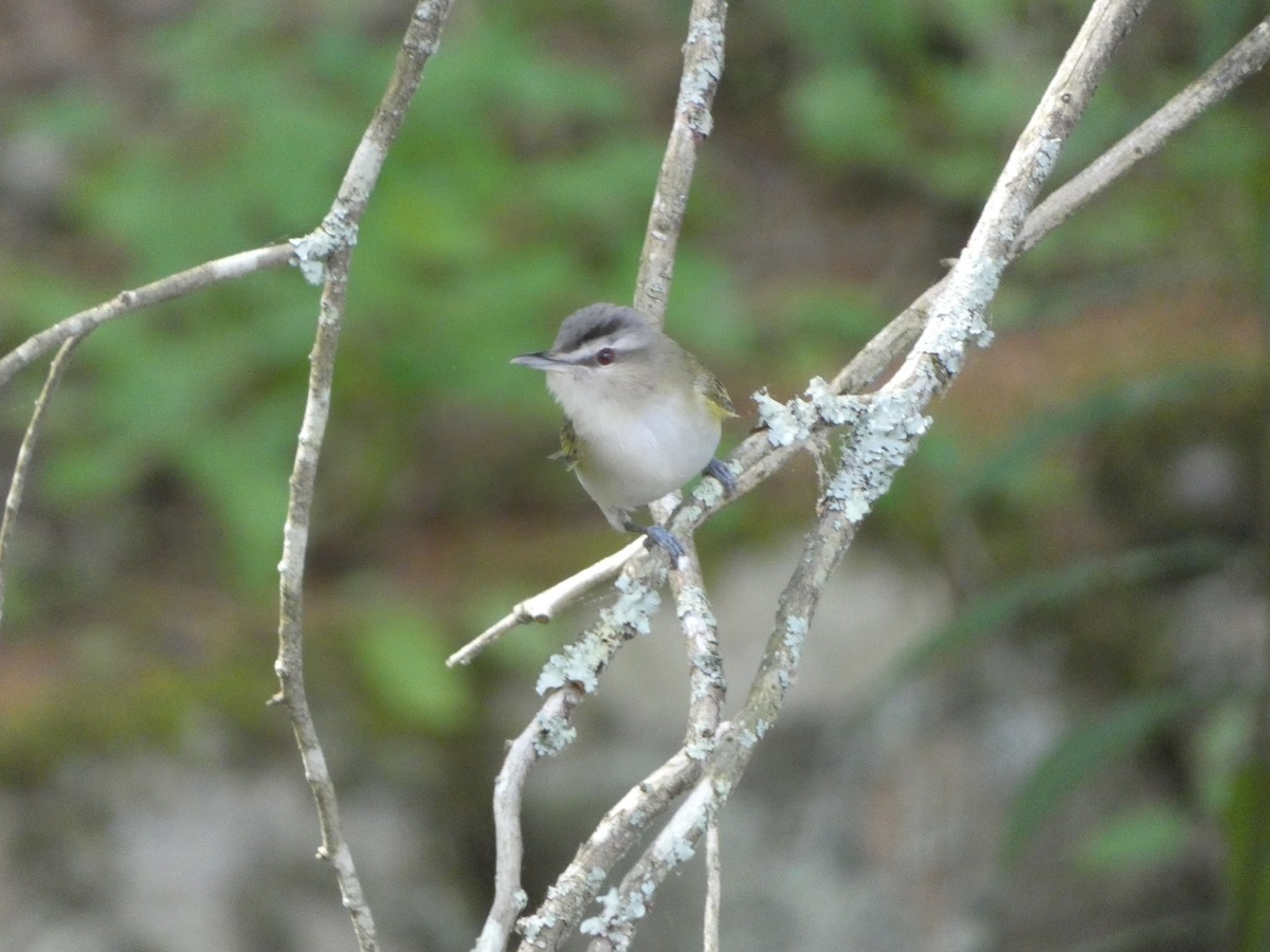 Red-eyed Vireo - ML583942681