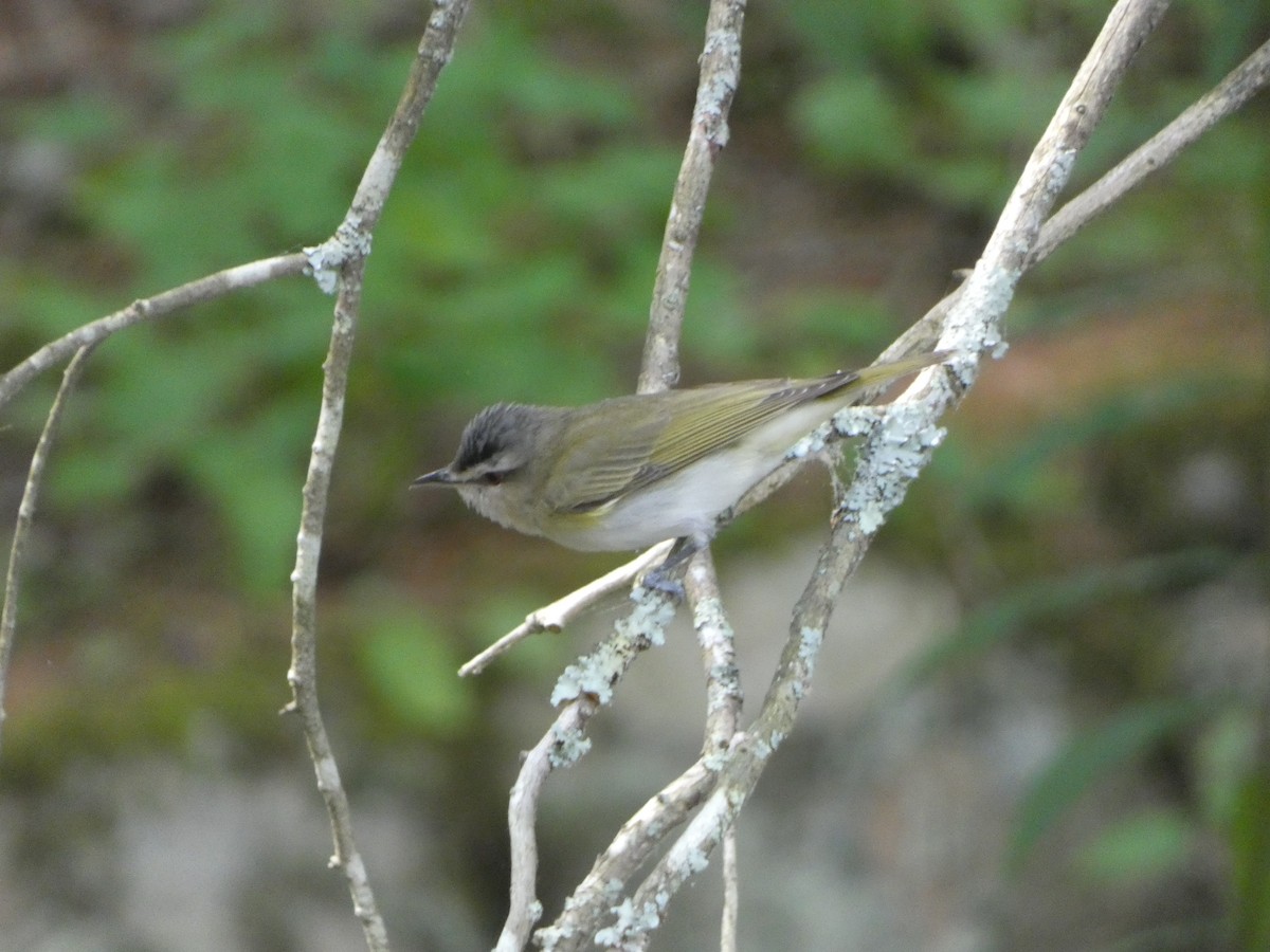 Red-eyed Vireo - ML583942691