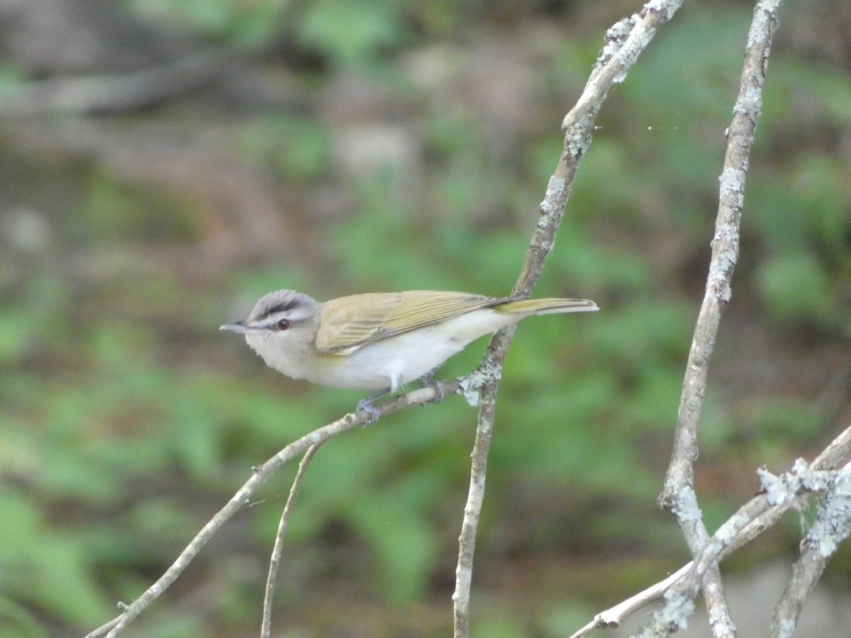 Red-eyed Vireo - ML583942701