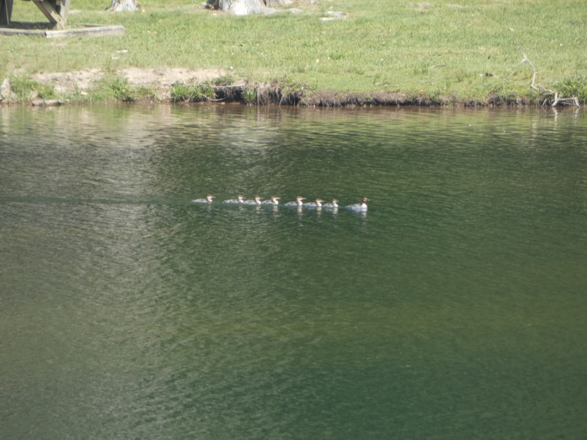 Common Merganser (North American) - ML583942801