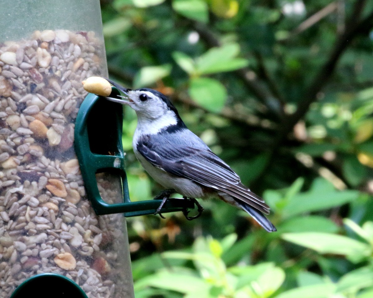 White-breasted Nuthatch - Pierre Howard