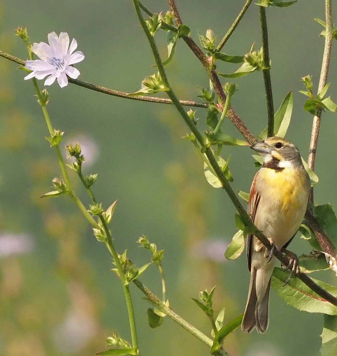Dickcissel - ML583944431