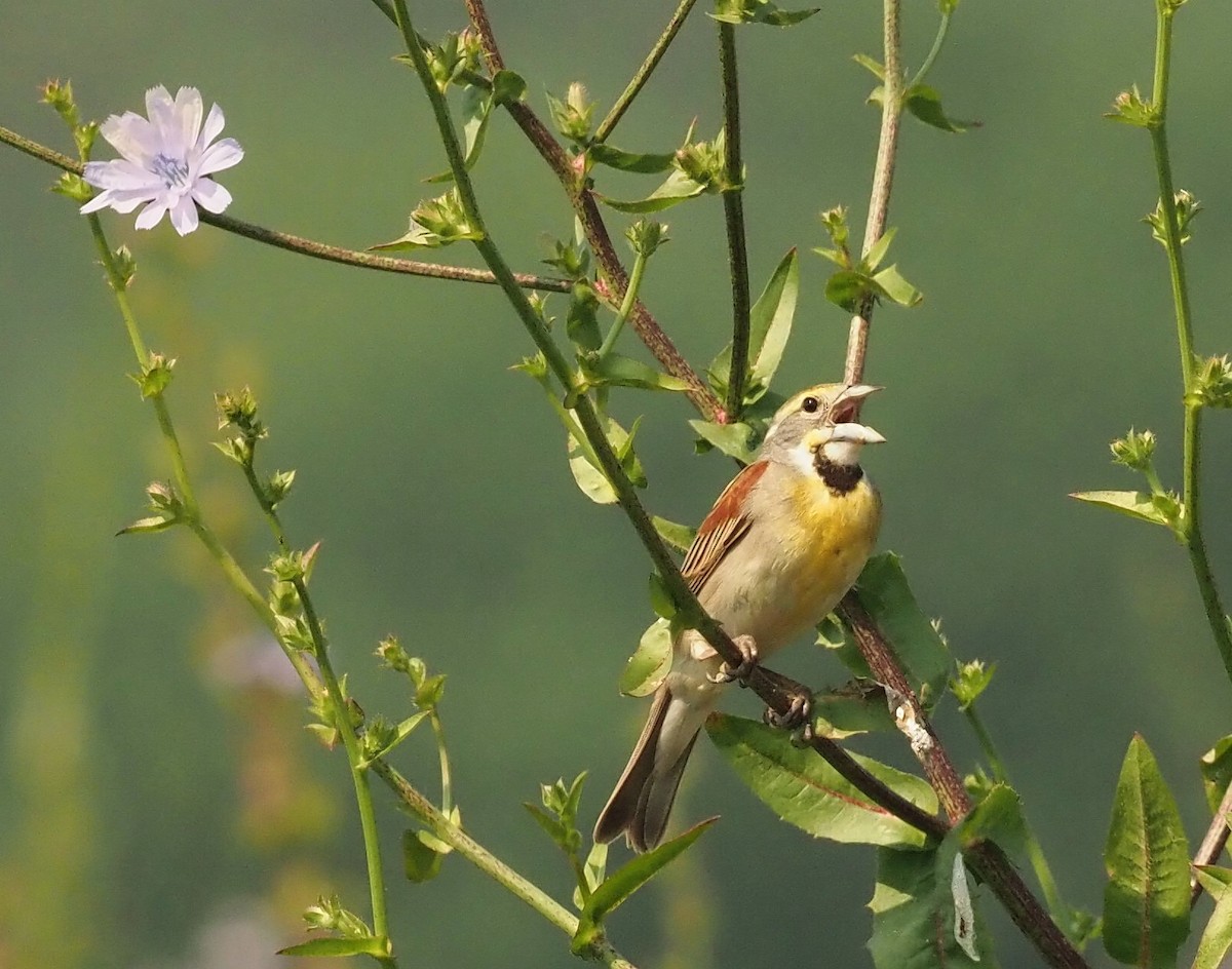 Dickcissel - ML583944441