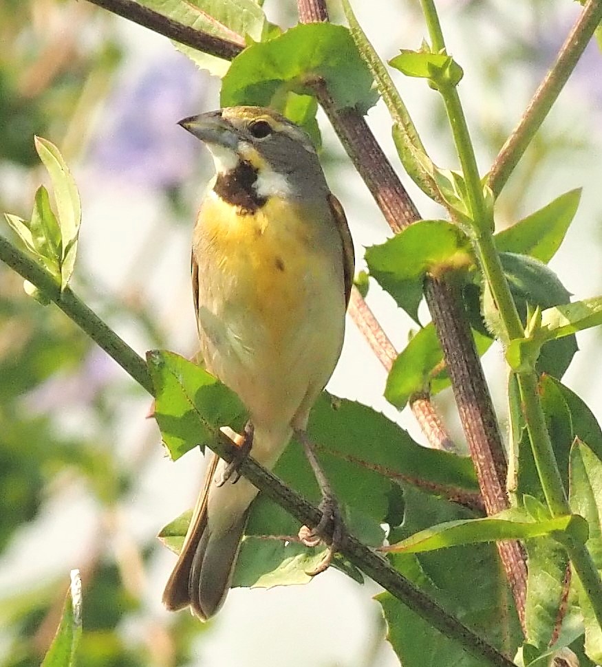 Dickcissel - ML583944481