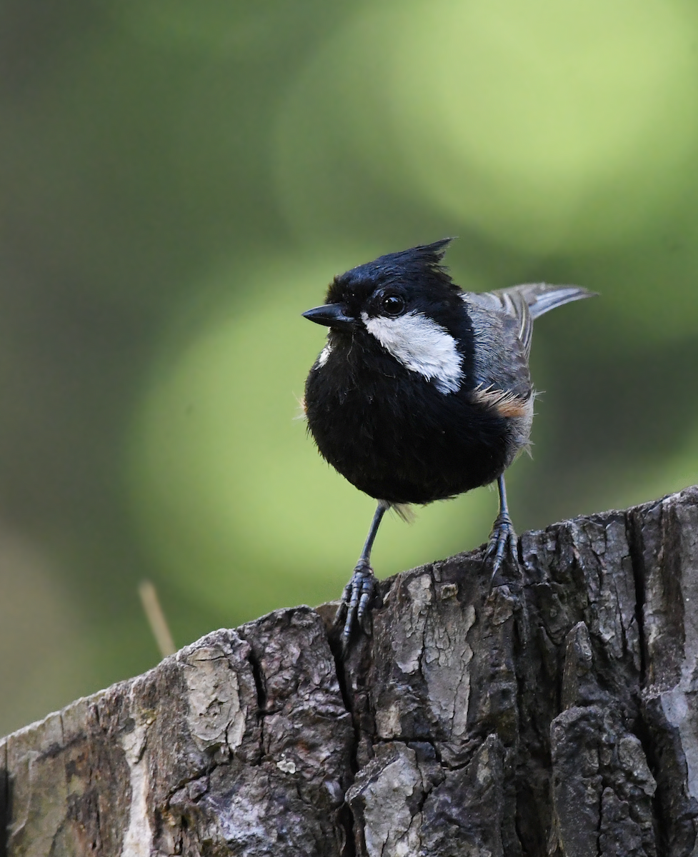 Rufous-naped Tit - ML583944581