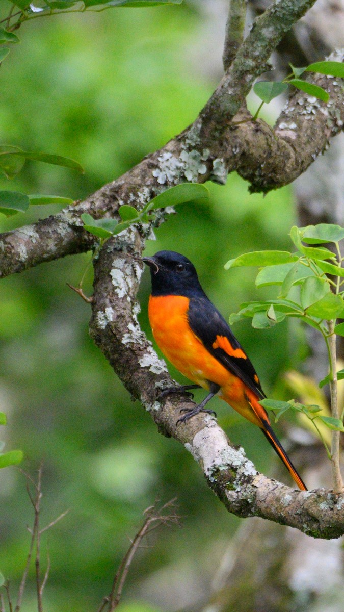 Minivet Naranja - ML583945471