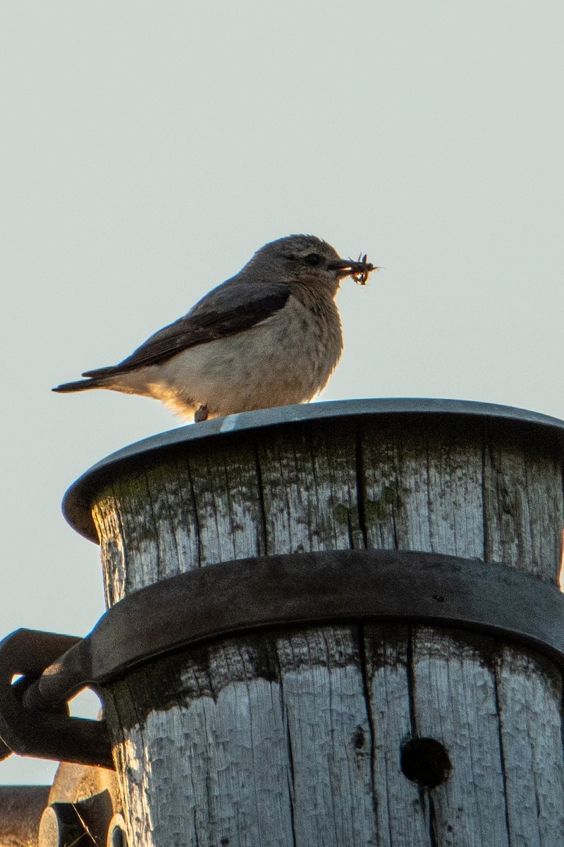 Кам'янка звичайна - ML583945971