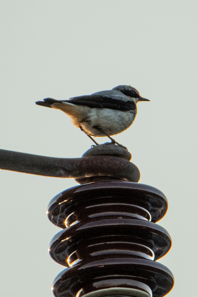 Кам'янка звичайна - ML583945981