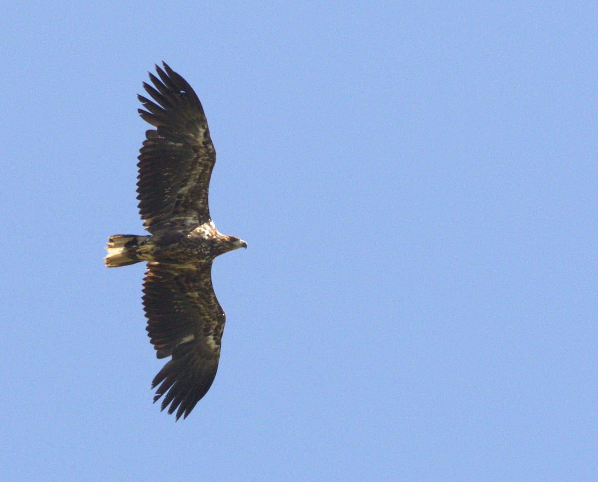 White-tailed Eagle - Magnus Grylle