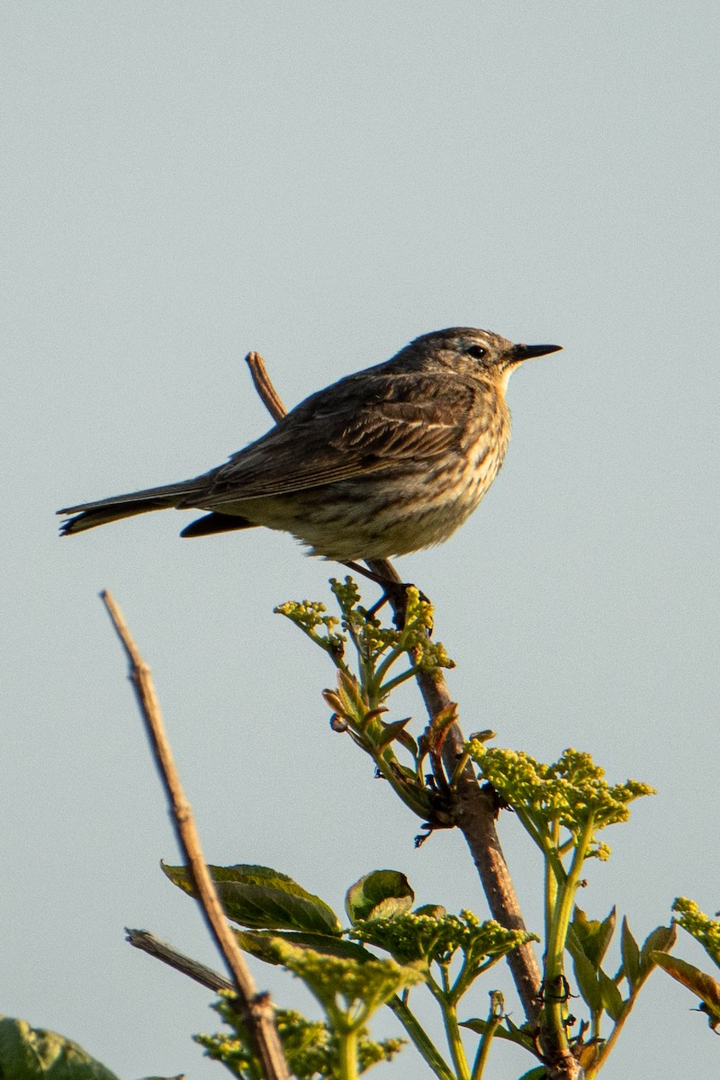 Щеврик острівний - ML583946271