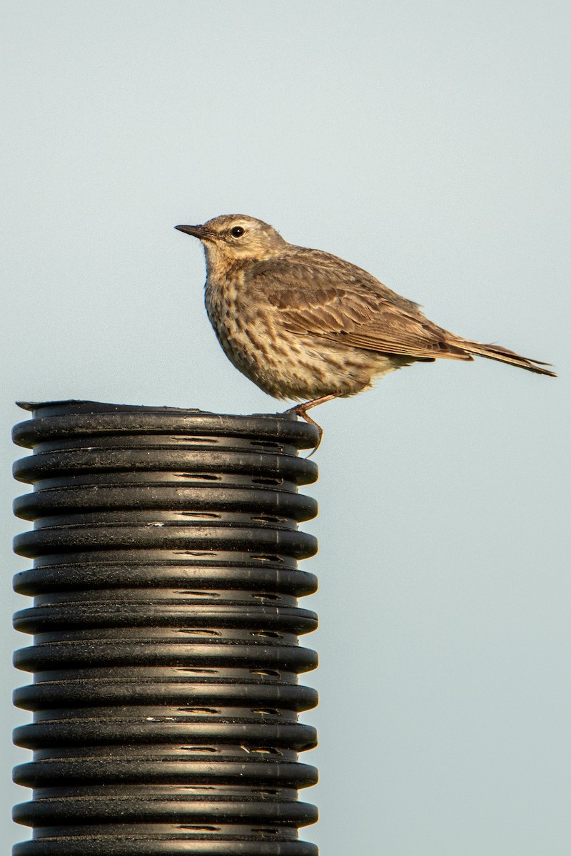 Щеврик острівний - ML583946281