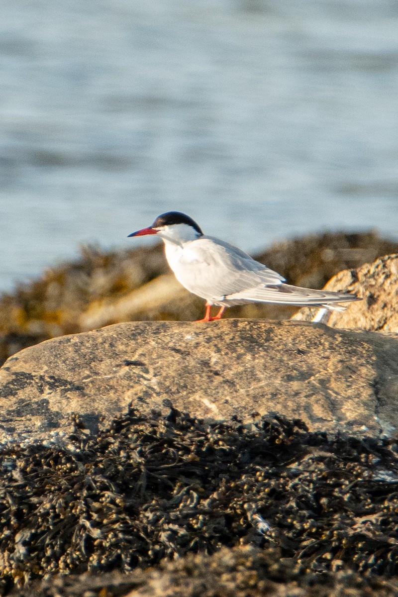 Крячок річковий - ML583946361