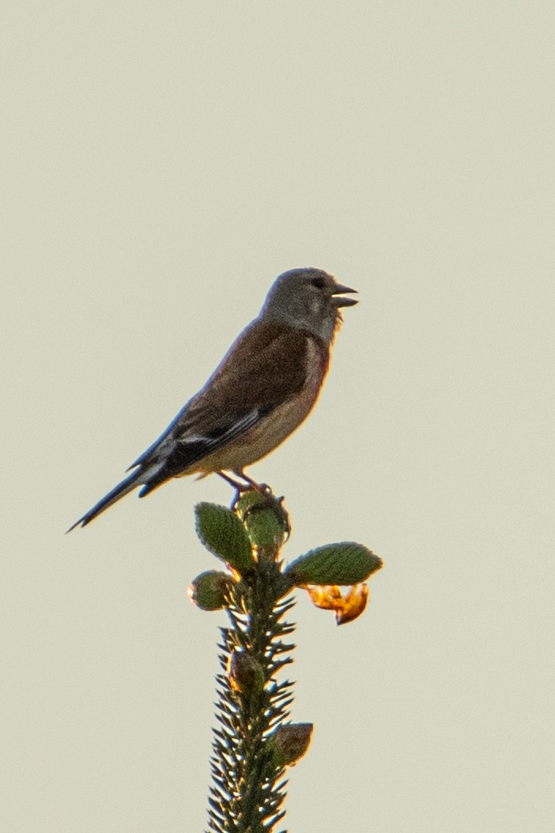 Коноплянка - ML583946421