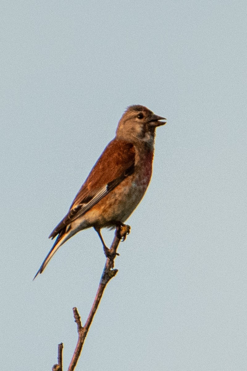 Коноплянка - ML583946431