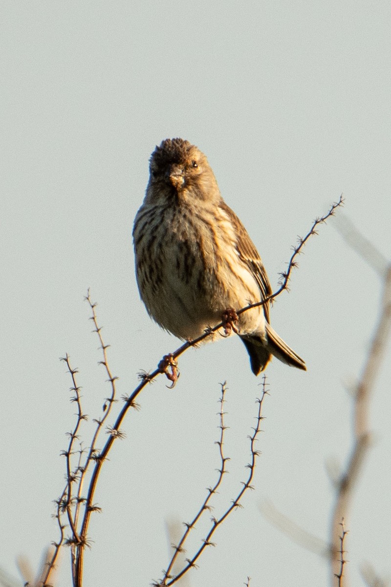 Коноплянка - ML583946441