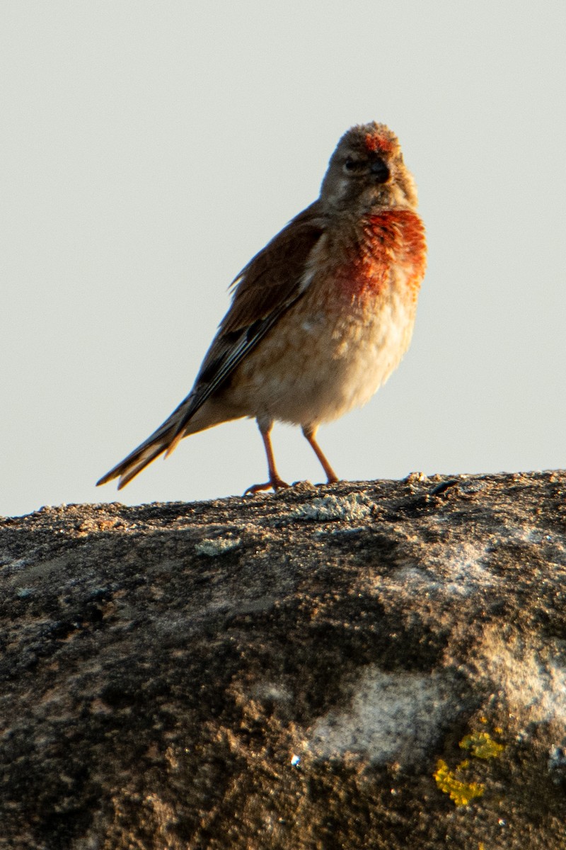 Коноплянка - ML583946451