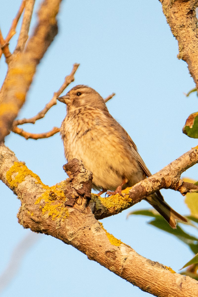 Коноплянка - ML583946471