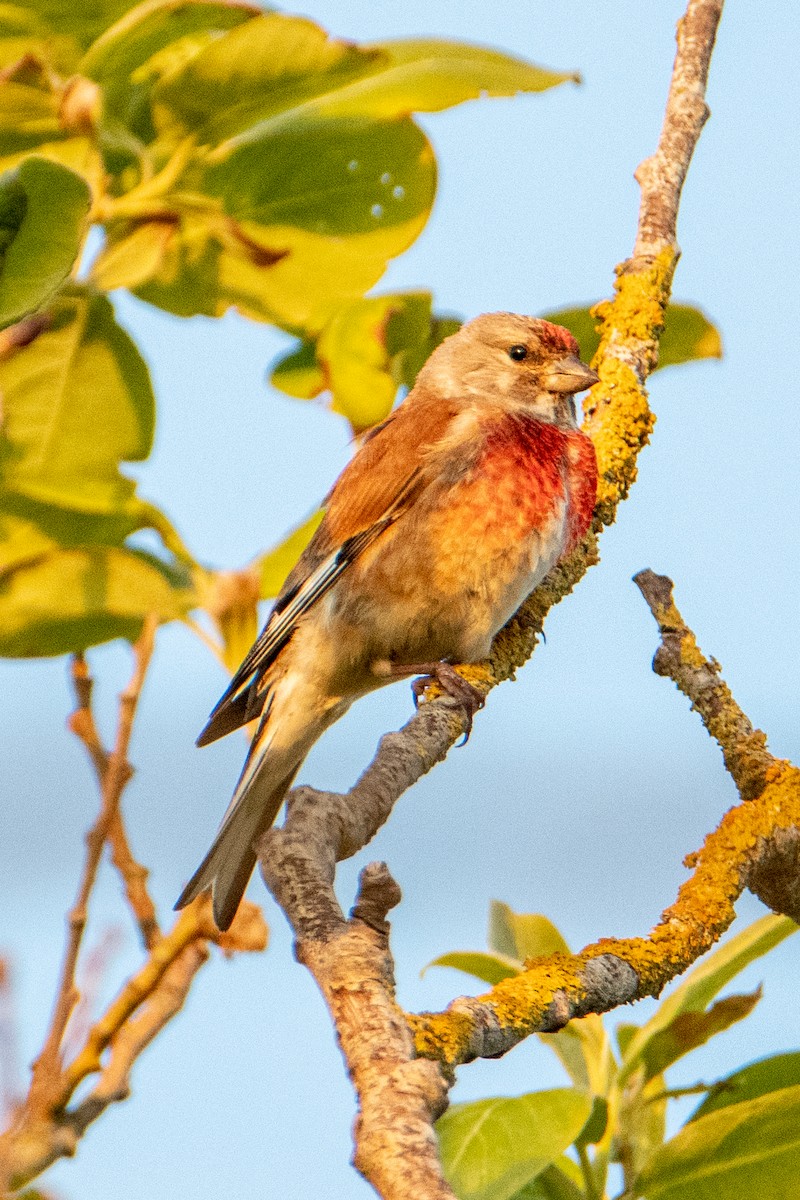 Коноплянка - ML583946481