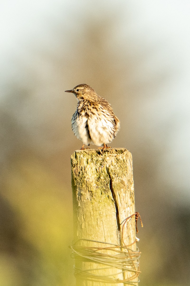 Щеврик лучний - ML583946591