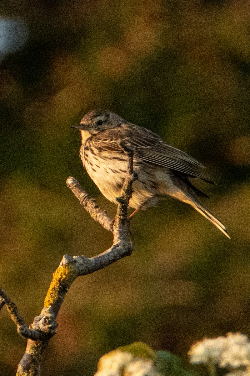 Щеврик лучний - ML583946601