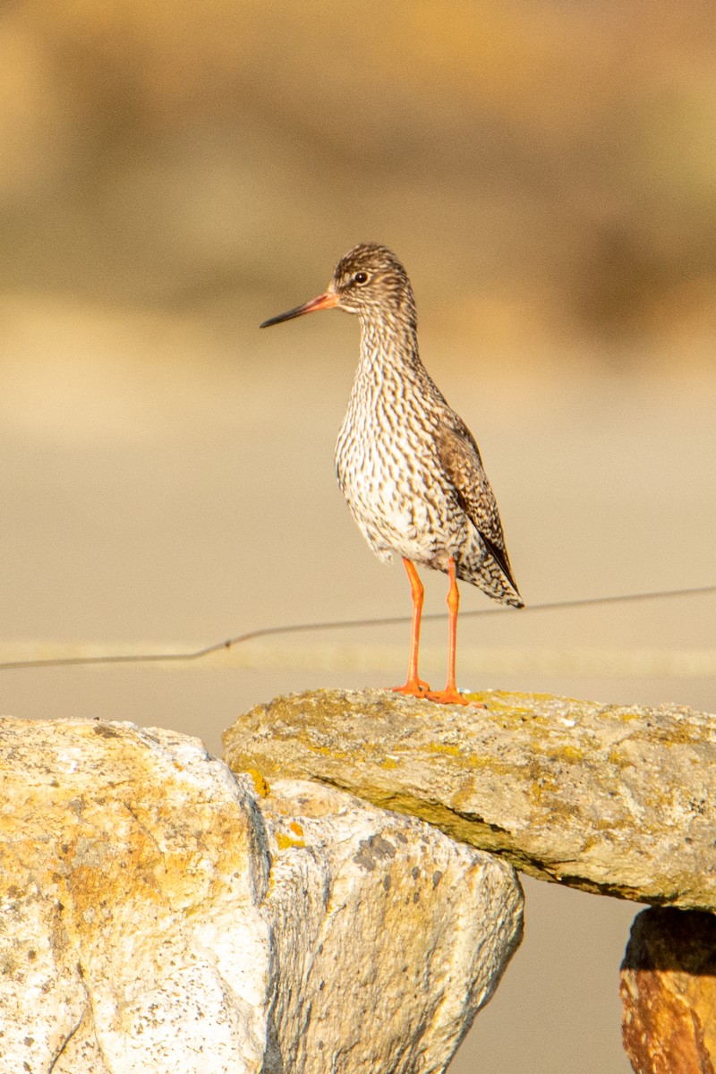 Коловодник звичайний - ML583946721