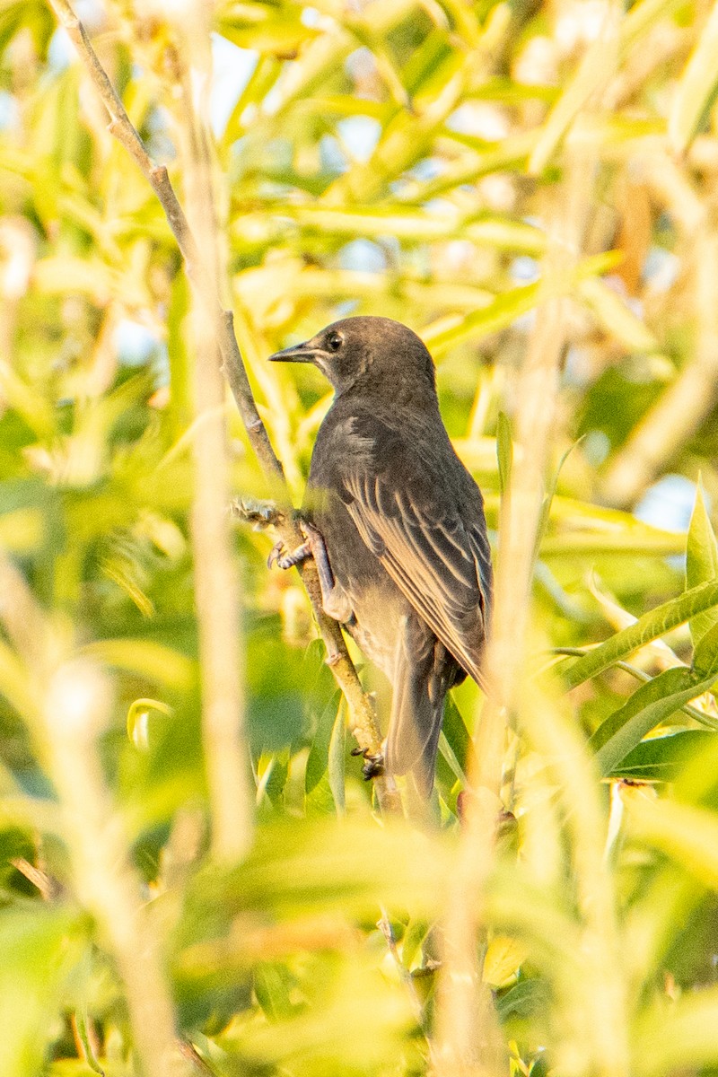 Шпак звичайний - ML583946791