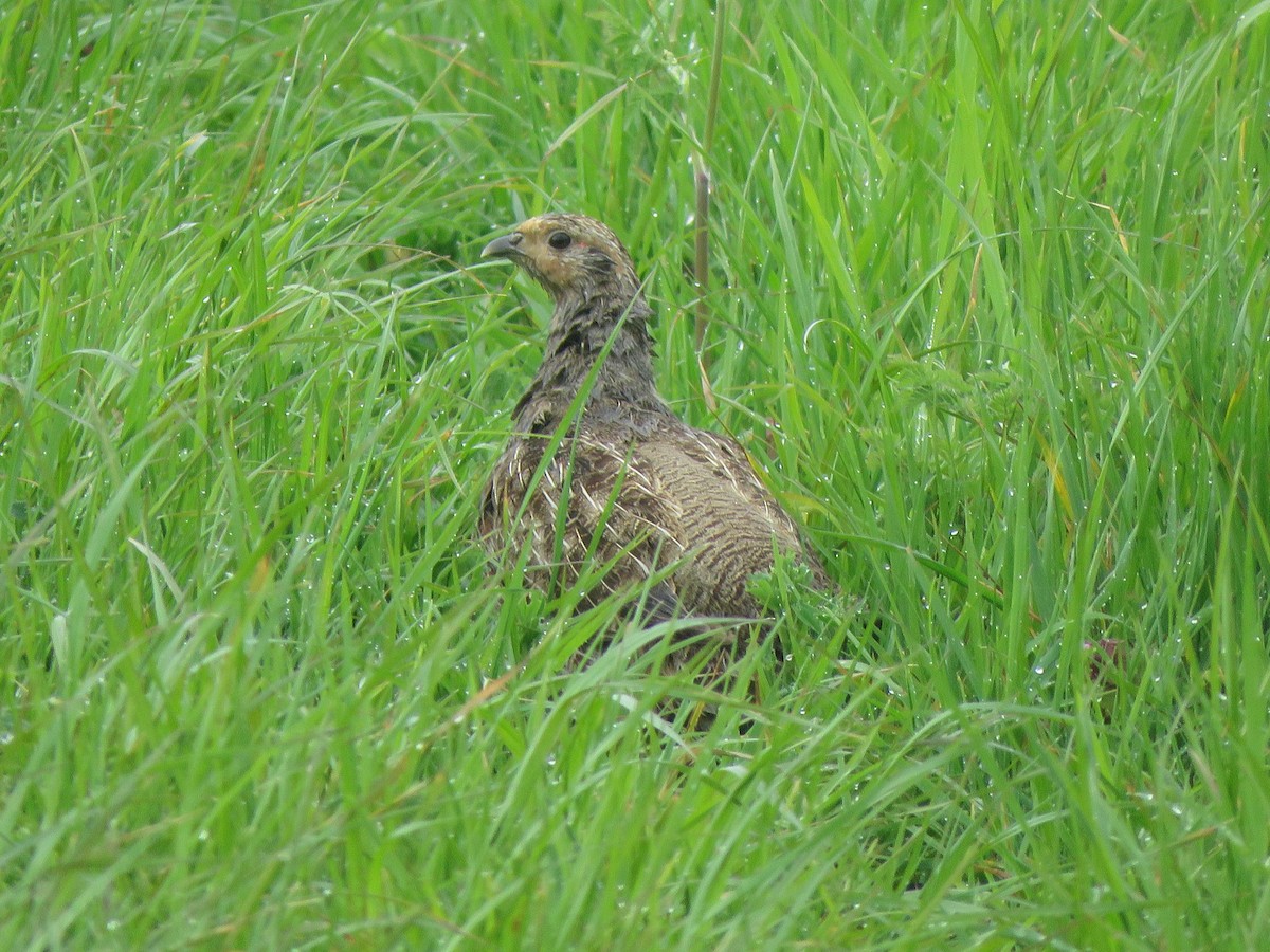 Gray Partridge - ML583947111