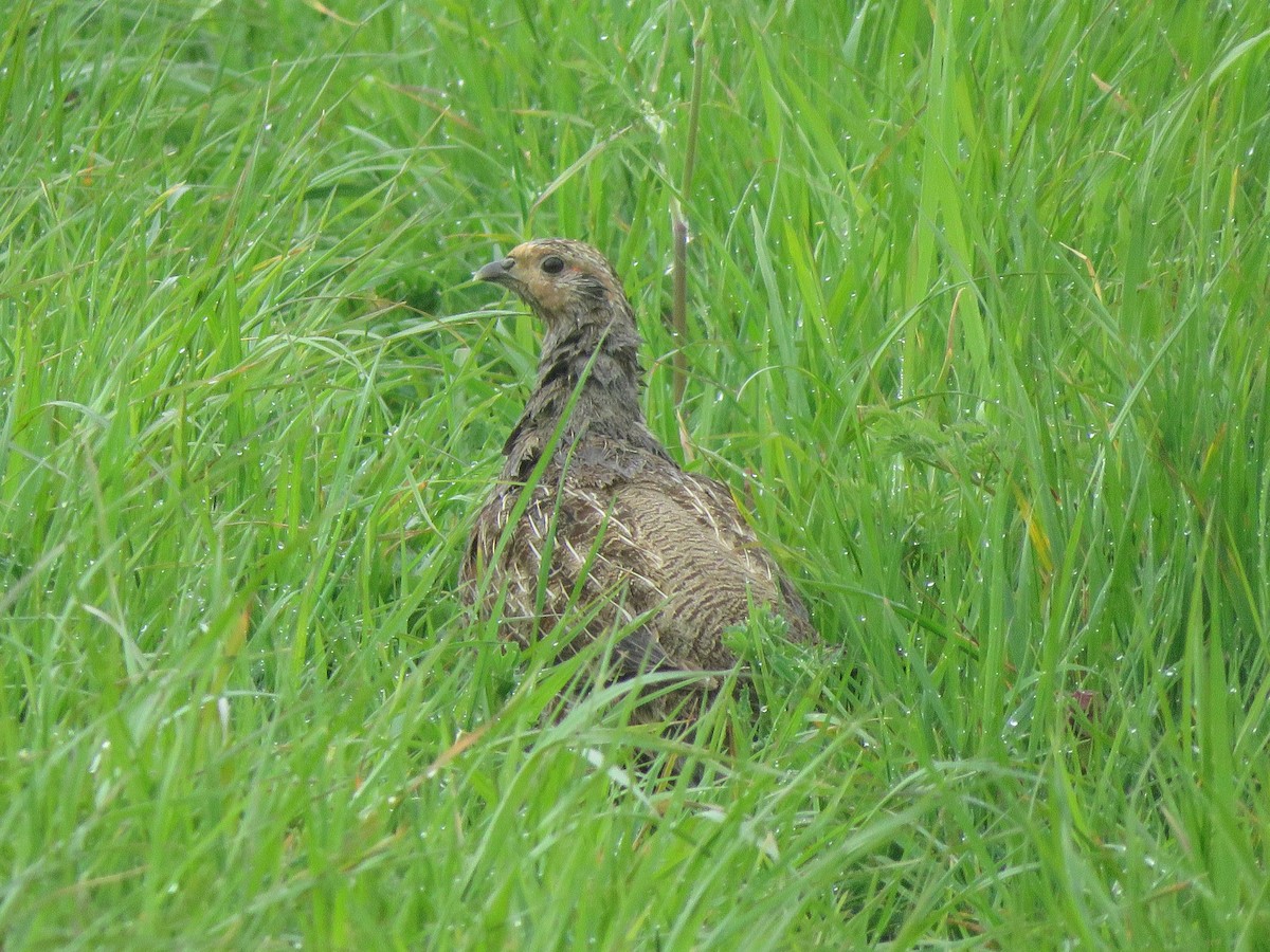 Gray Partridge - ML583947121