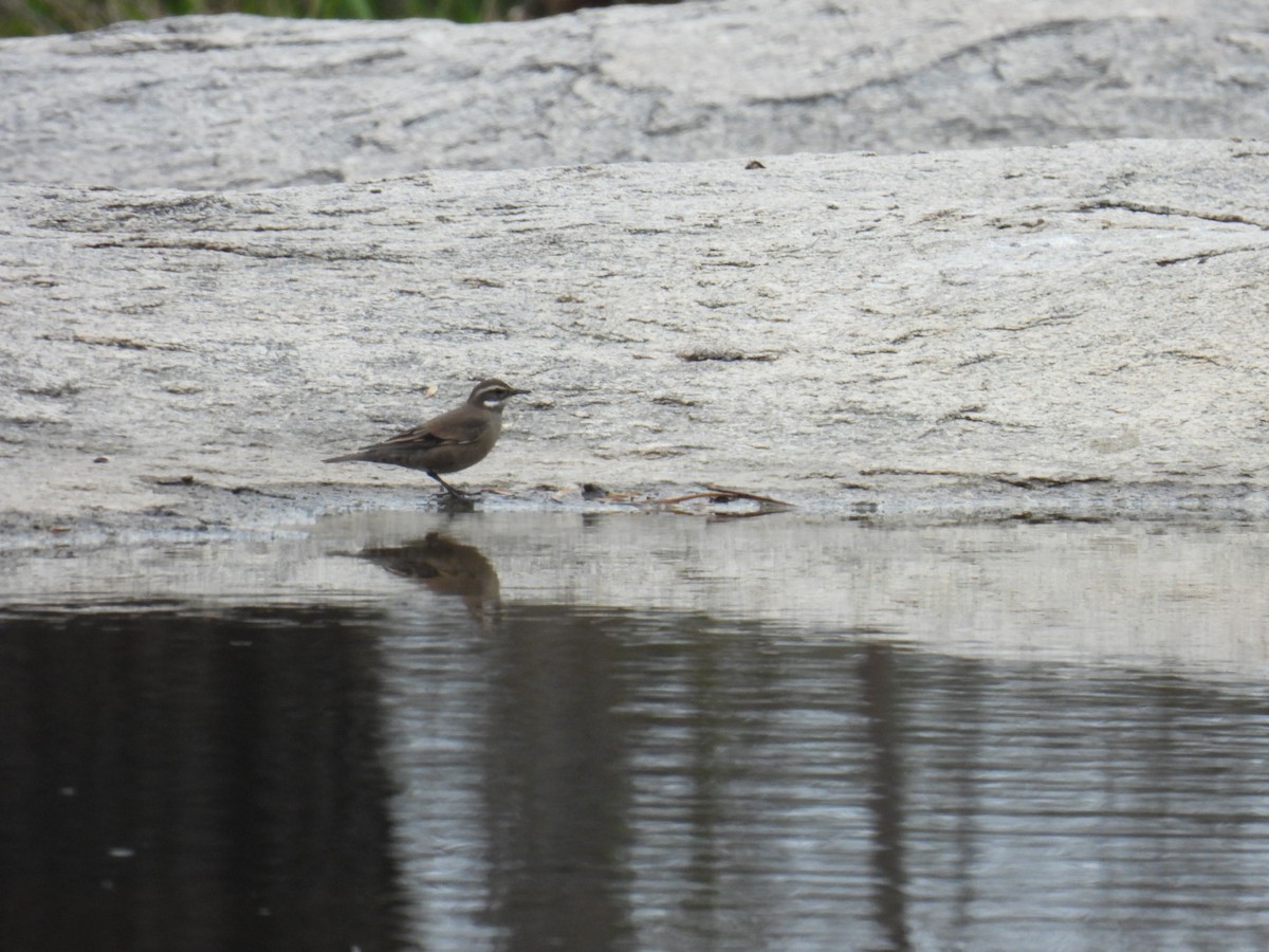 Buff-winged Cinclodes - ML583947161