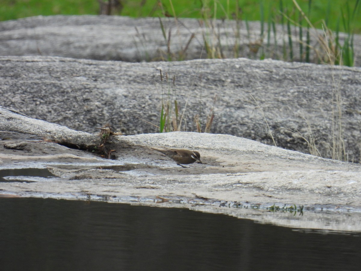 Buff-winged Cinclodes - ML583947191