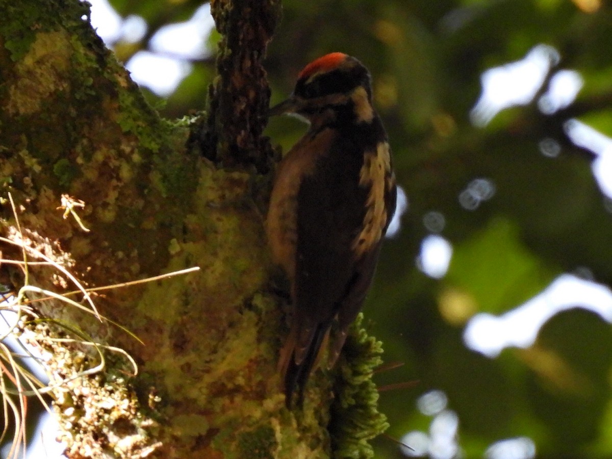 Hairy Woodpecker - ML583947201