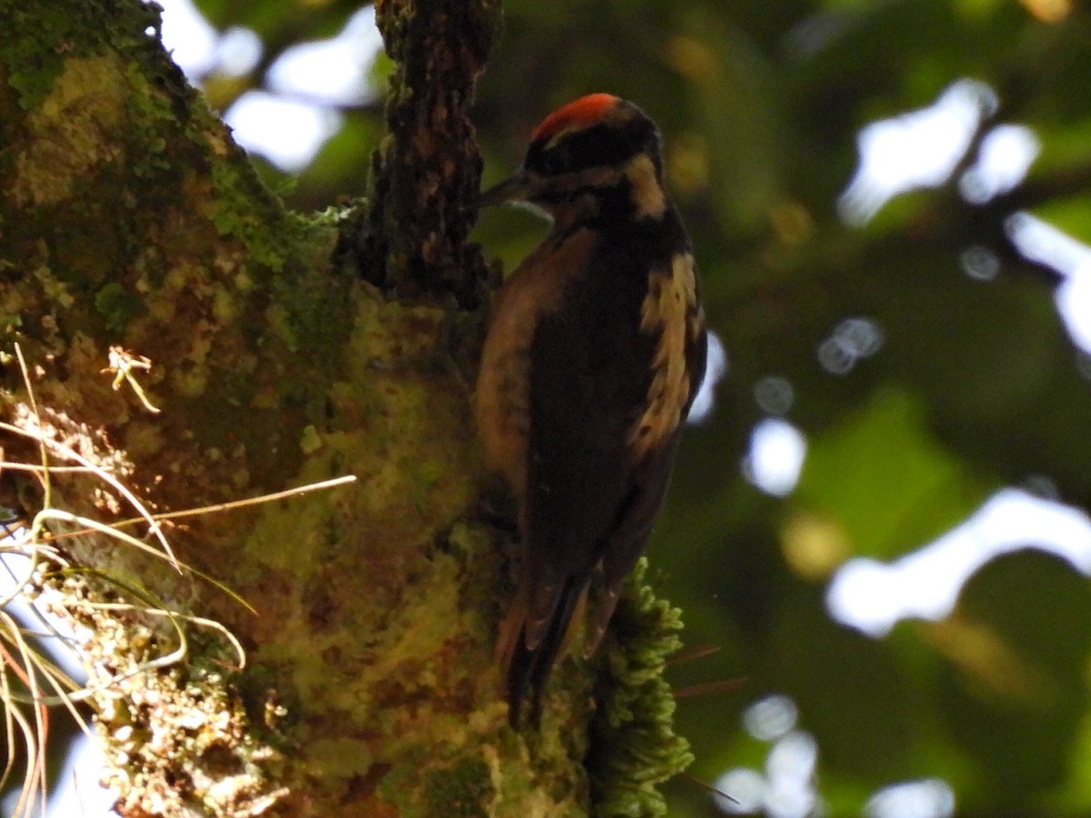 Hairy Woodpecker - ML583947221