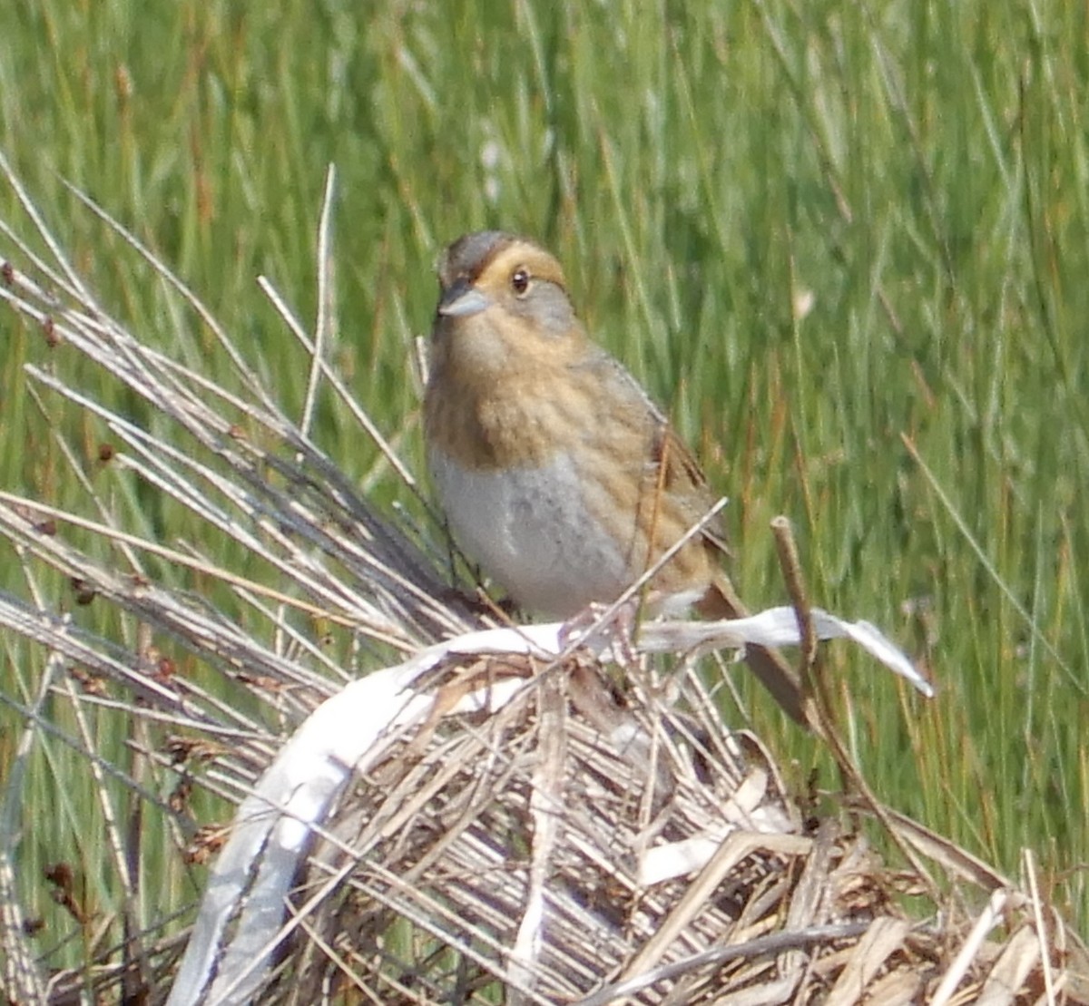 Nelson's Sparrow - ML583947781