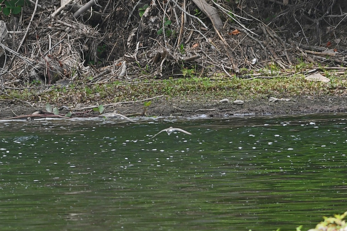 Spotted Sandpiper - ML583948341