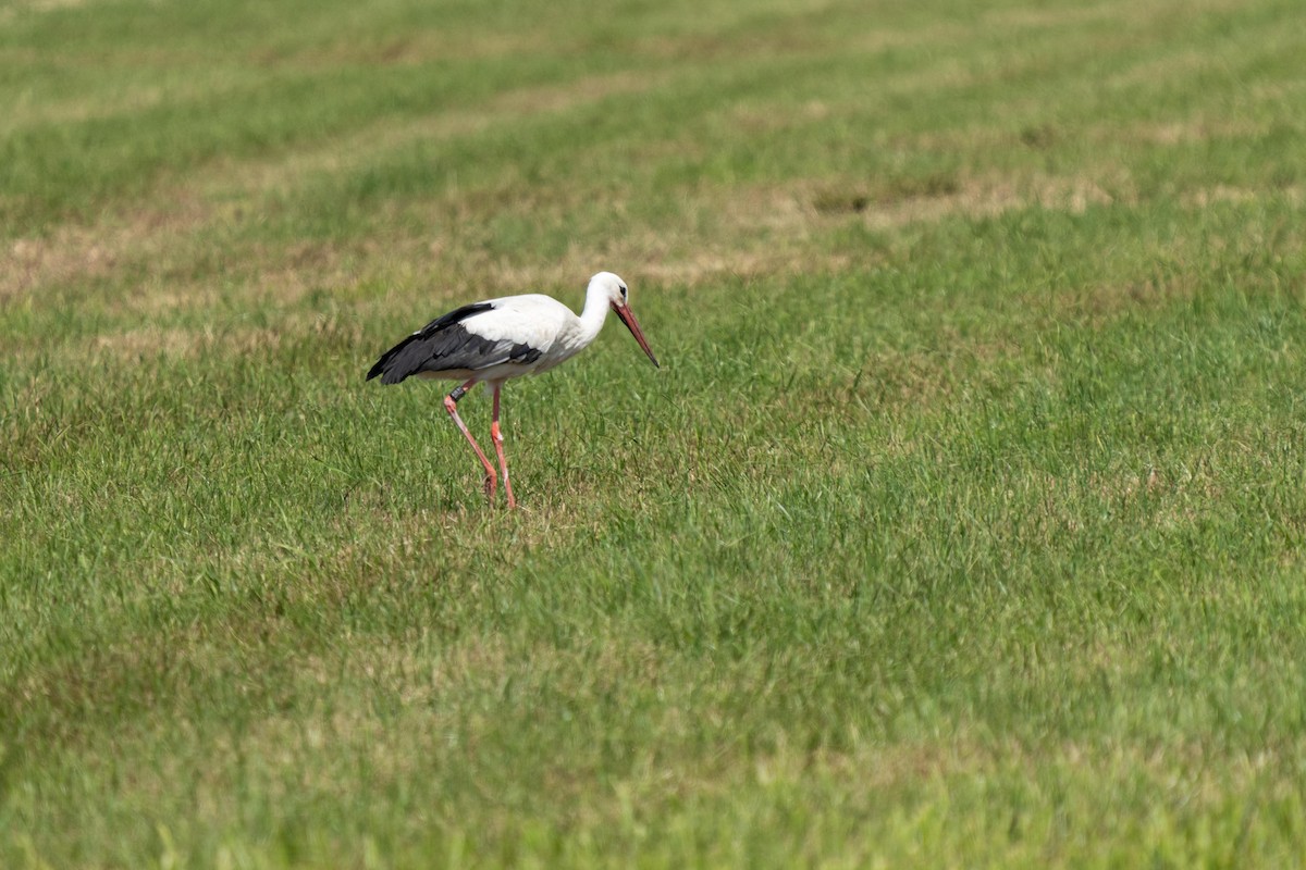 Cigogne blanche - ML583948481