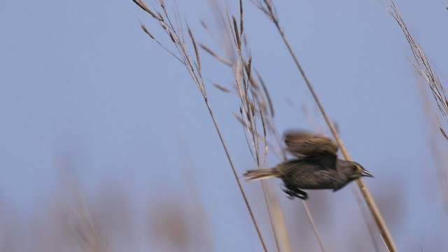 Seaside Sparrow - ML583948681