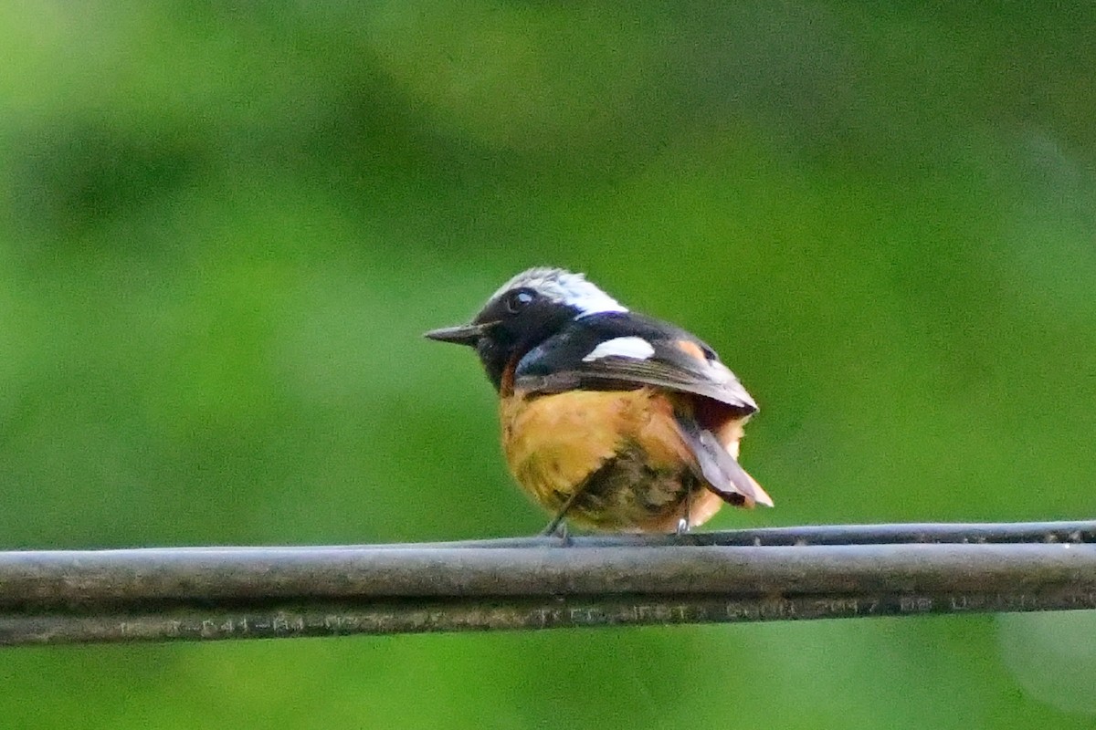 Daurian Redstart - ML583950801