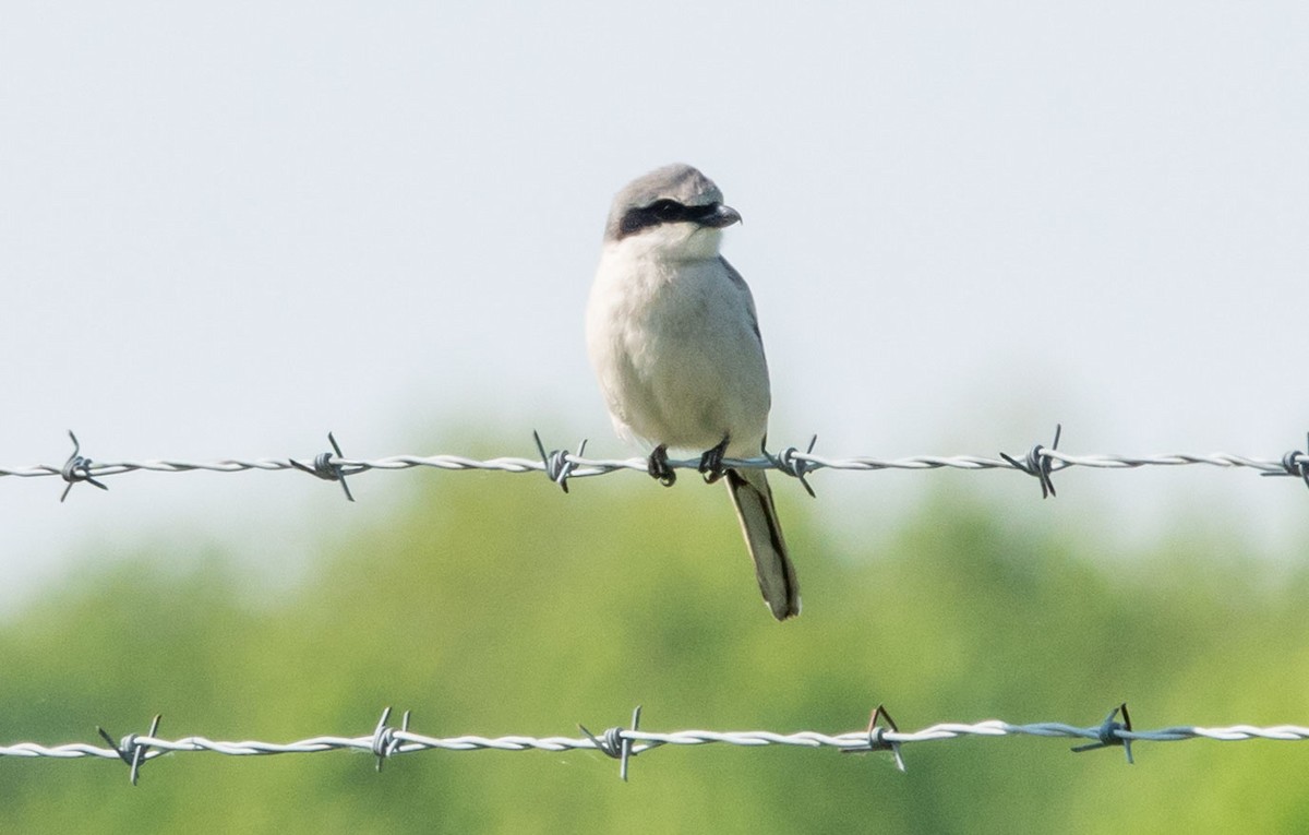 Loggerhead Shrike - Gale VerHague