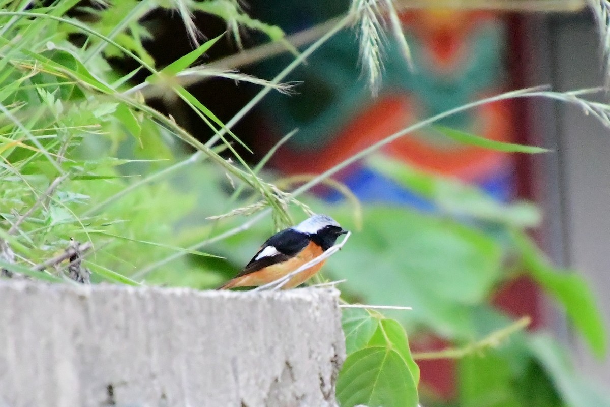 Daurian Redstart - ML583951171