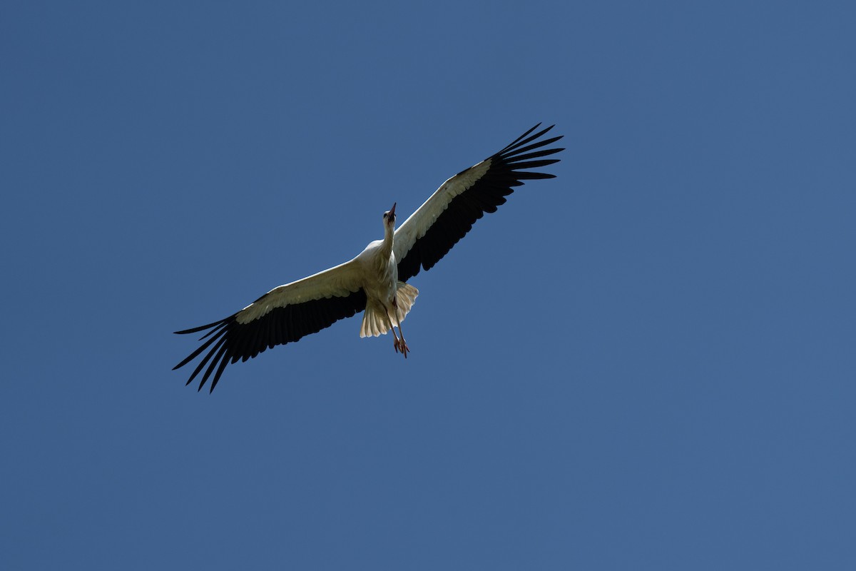 White Stork - Holger Schneider