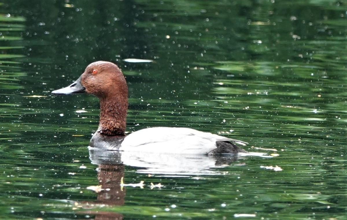 Common Pochard - ML583951381