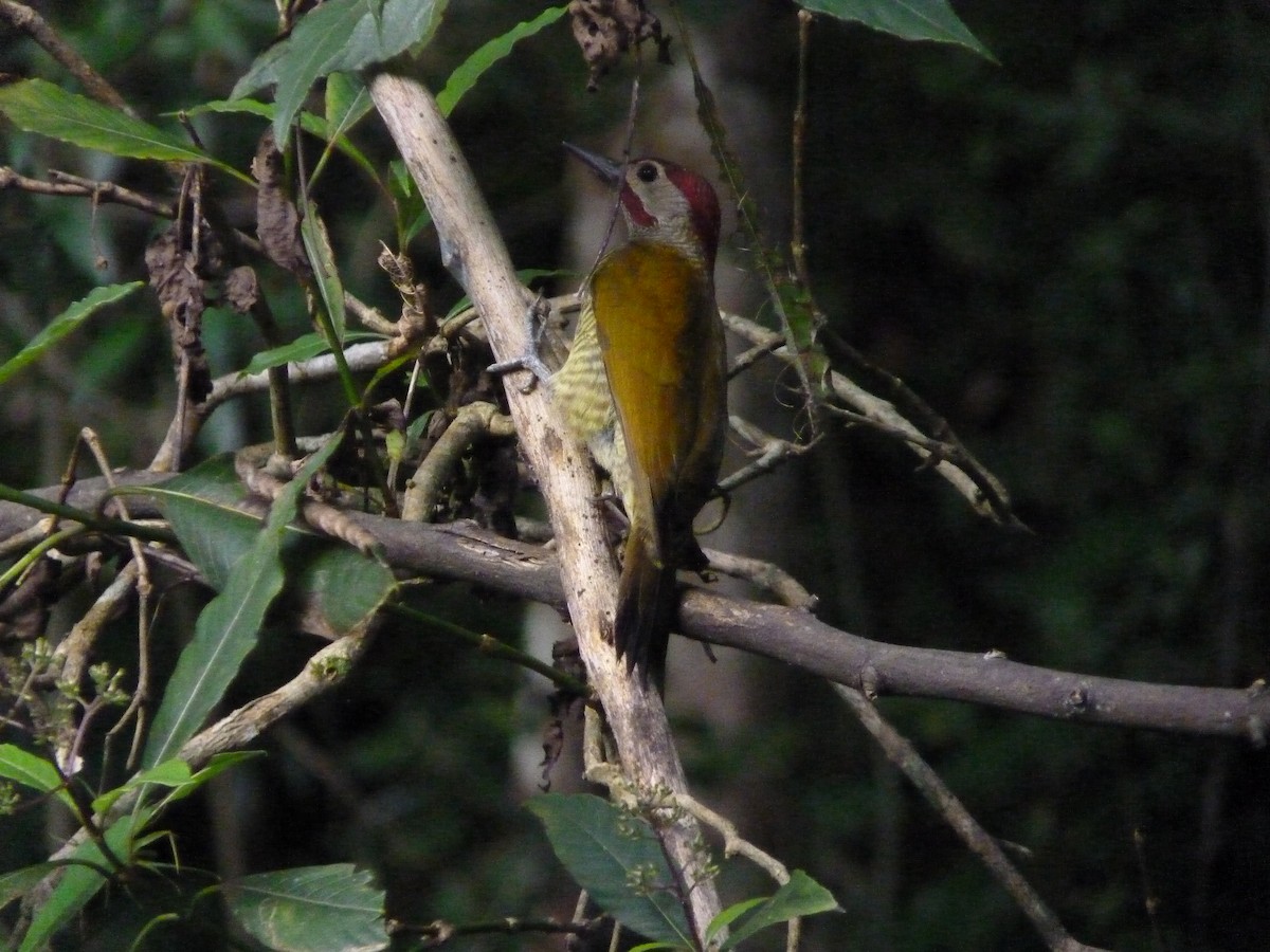 Golden-olive Woodpecker - ML583952411