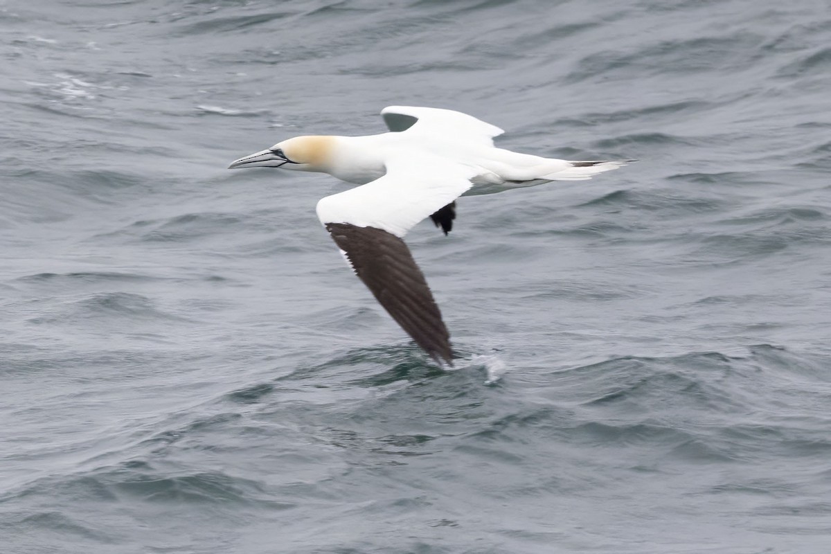 Northern Gannet - Arthur Grosset