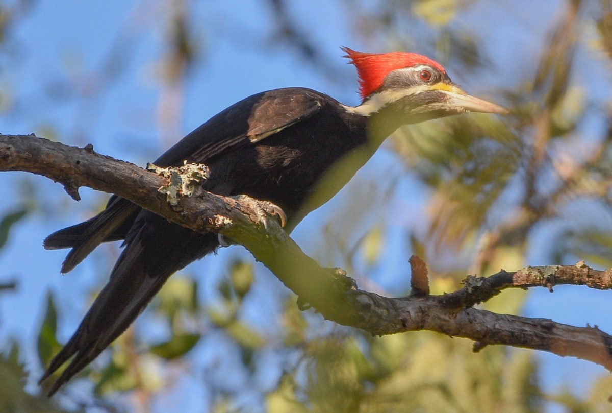 Black-bodied Woodpecker - ML583952881