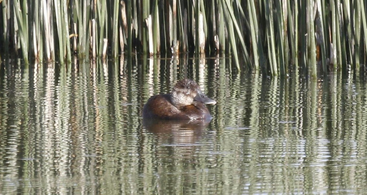 Andean Duck - Anonymous