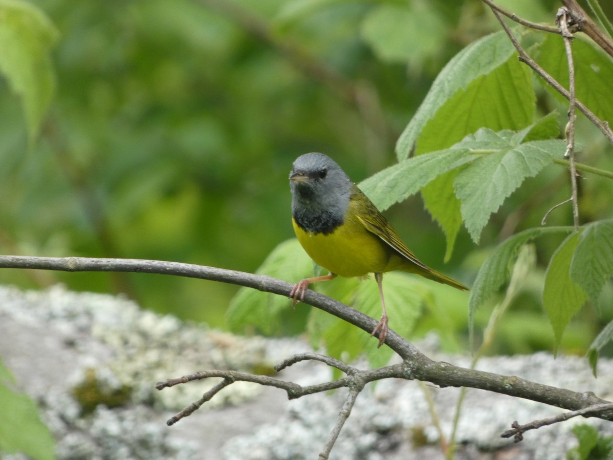Mourning Warbler - ML583954161