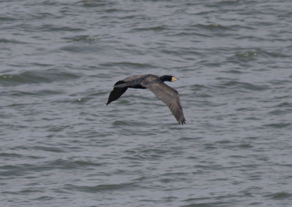 Great Cormorant (Eurasian) - ML583954291