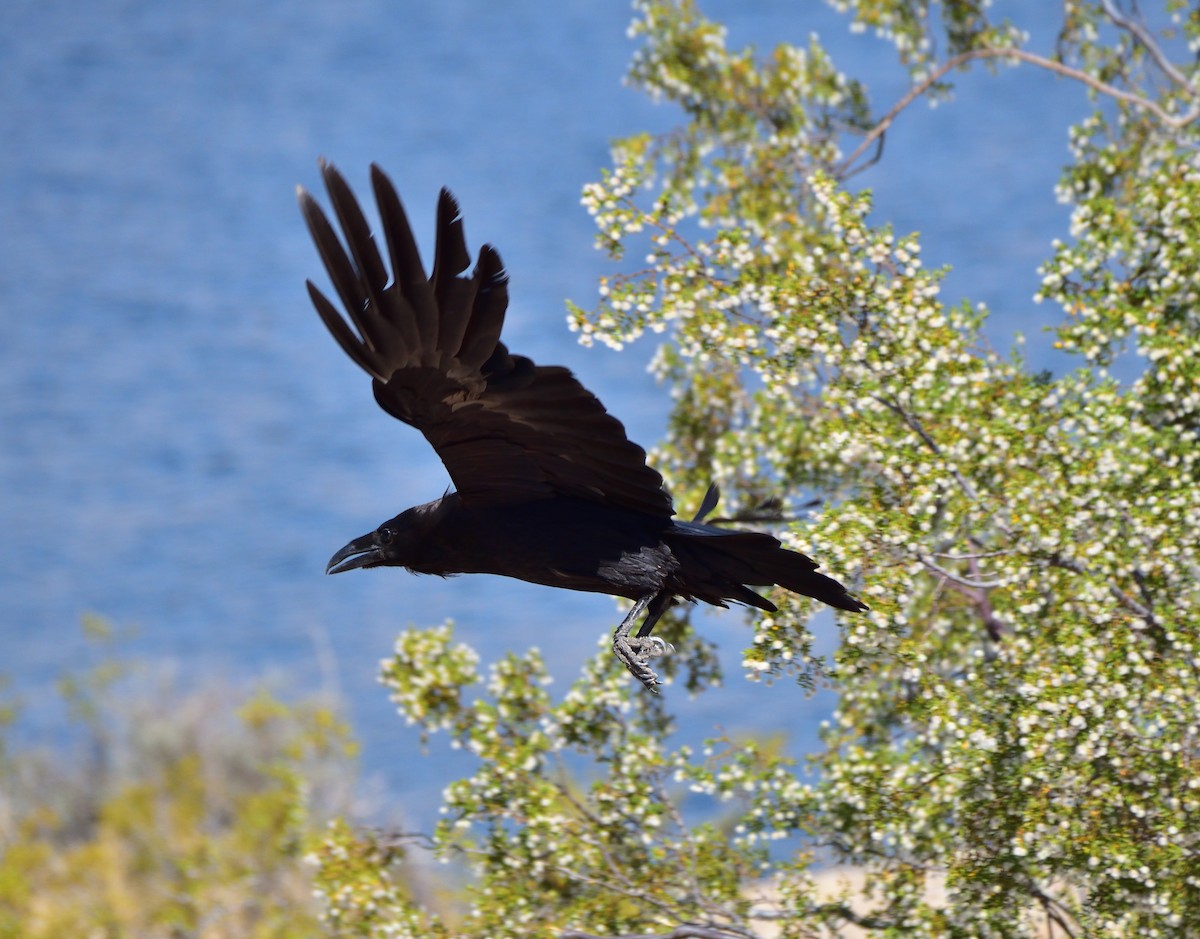 Common Raven - Wynter T Mars