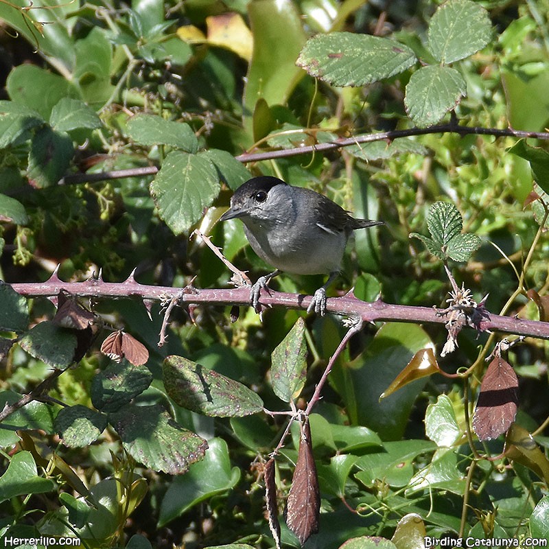 Eurasian Blackcap - ML583954851